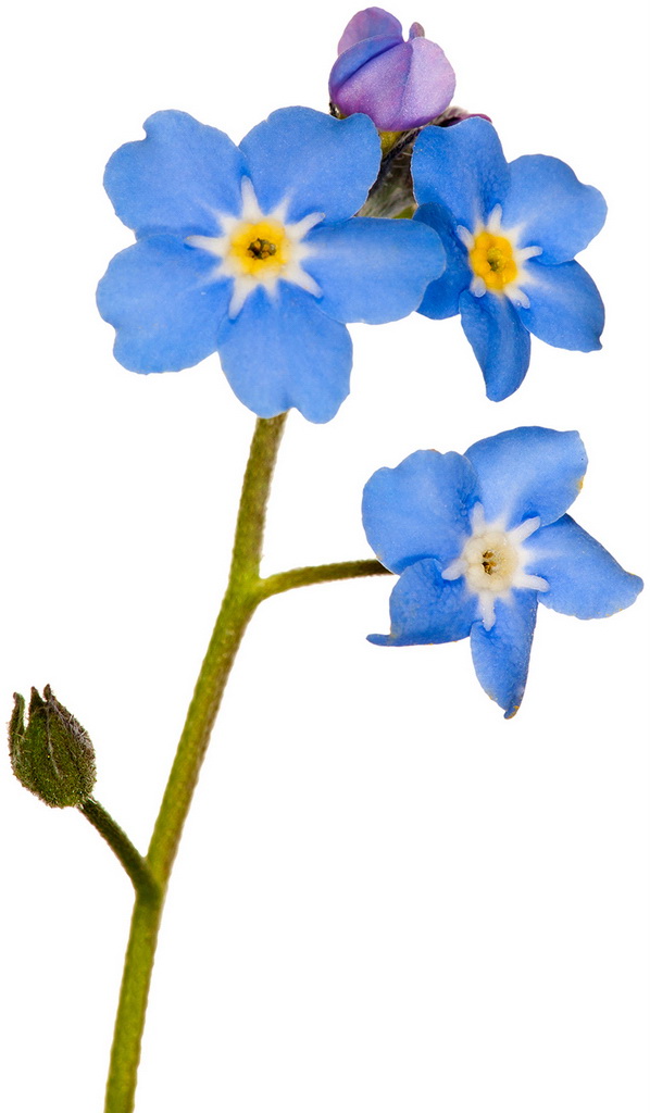 flowers 1361 (3.1Х5.4)